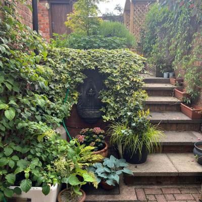 Garden View #7